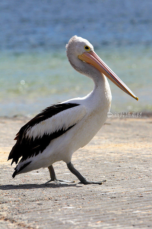 鹈鹕(Pelecanus conspicillatus)